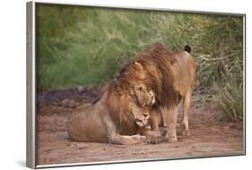 Two Lions (Panthera Leo), Serengeti National Park, Tanzania, East Africa, Africa-James Hager-Framed Photographic Print