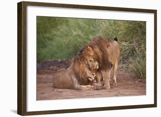 Two Lions (Panthera Leo), Serengeti National Park, Tanzania, East Africa, Africa-James Hager-Framed Photographic Print