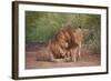 Two Lions (Panthera Leo), Serengeti National Park, Tanzania, East Africa, Africa-James Hager-Framed Photographic Print