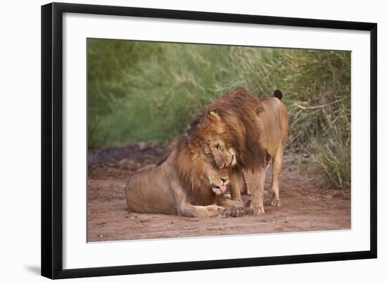 Two Lions (Panthera Leo), Serengeti National Park, Tanzania, East Africa, Africa-James Hager-Framed Photographic Print