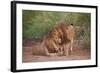 Two Lions (Panthera Leo), Serengeti National Park, Tanzania, East Africa, Africa-James Hager-Framed Photographic Print