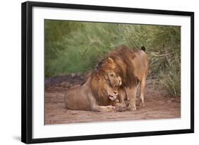 Two Lions (Panthera Leo), Serengeti National Park, Tanzania, East Africa, Africa-James Hager-Framed Photographic Print