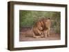 Two Lions (Panthera Leo), Serengeti National Park, Tanzania, East Africa, Africa-James Hager-Framed Photographic Print