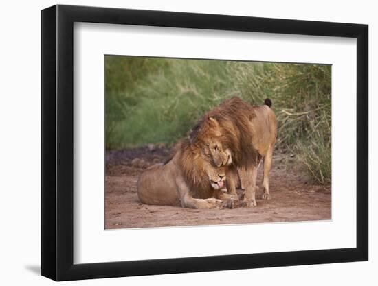 Two Lions (Panthera Leo), Serengeti National Park, Tanzania, East Africa, Africa-James Hager-Framed Photographic Print