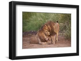 Two Lions (Panthera Leo), Serengeti National Park, Tanzania, East Africa, Africa-James Hager-Framed Photographic Print