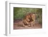 Two Lions (Panthera Leo), Serengeti National Park, Tanzania, East Africa, Africa-James Hager-Framed Photographic Print