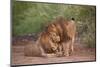 Two Lions (Panthera Leo), Serengeti National Park, Tanzania, East Africa, Africa-James Hager-Mounted Photographic Print