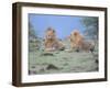 Two Lions Watching Full Bleed-Martin Fowkes-Framed Giclee Print
