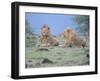Two Lions Watching Full Bleed-Martin Fowkes-Framed Giclee Print