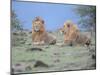 Two Lions Watching Full Bleed-Martin Fowkes-Mounted Giclee Print