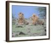 Two Lions Watching Full Bleed-Martin Fowkes-Framed Giclee Print