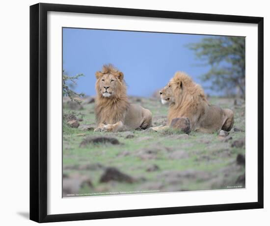 Two Lions Watching Full Bleed-Martin Fowkes-Framed Giclee Print