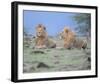 Two Lions Watching Full Bleed-Martin Fowkes-Framed Giclee Print