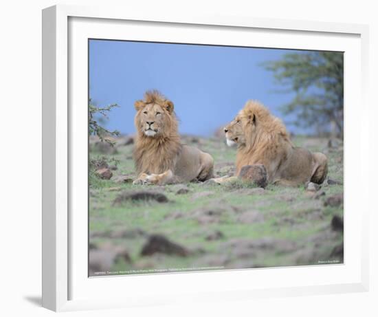 Two Lions Watching Full Bleed-Martin Fowkes-Framed Giclee Print