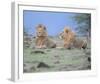 Two Lions Watching Full Bleed-Martin Fowkes-Framed Giclee Print