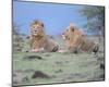 Two Lions Watching Full Bleed-Martin Fowkes-Mounted Giclee Print