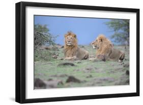 Two Lions Watching-Martin Fowkes-Framed Giclee Print