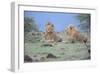 Two Lions Watching-Martin Fowkes-Framed Giclee Print
