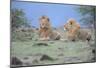 Two Lions Watching-Martin Fowkes-Mounted Giclee Print