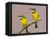 Two Little Bee-Eater Birds on Limb, Kenya-Joanne Williams-Framed Stretched Canvas