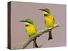 Two Little Bee-Eater Birds on Limb, Kenya-Joanne Williams-Stretched Canvas