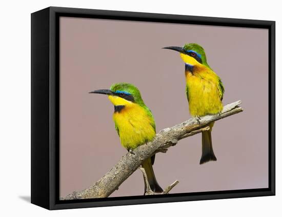 Two Little Bee-Eater Birds on Limb, Kenya-Joanne Williams-Framed Stretched Canvas