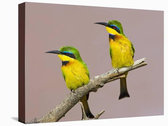 Two Little Bee-Eater Birds on Limb, Kenya-Joanne Williams-Stretched Canvas