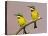 Two Little Bee-Eater Birds on Limb, Kenya-Joanne Williams-Stretched Canvas