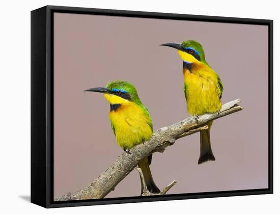 Two Little Bee-Eater Birds on Limb, Kenya-Joanne Williams-Framed Stretched Canvas