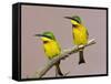 Two Little Bee-Eater Birds on Limb, Kenya-Joanne Williams-Framed Stretched Canvas