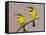 Two Little Bee-Eater Birds on Limb, Kenya-Joanne Williams-Framed Stretched Canvas