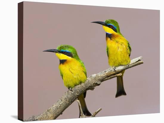 Two Little Bee-Eater Birds on Limb, Kenya-Joanne Williams-Stretched Canvas