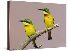 Two Little Bee-Eater Birds on Limb, Kenya-Joanne Williams-Stretched Canvas