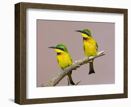 Two Little Bee-Eater Birds on Limb, Kenya-Joanne Williams-Framed Photographic Print