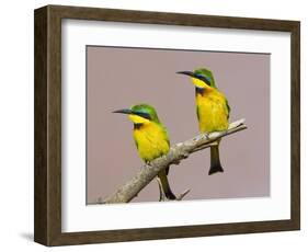 Two Little Bee-Eater Birds on Limb, Kenya-Joanne Williams-Framed Photographic Print