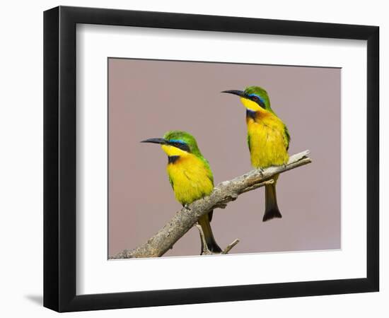 Two Little Bee-Eater Birds on Limb, Kenya-Joanne Williams-Framed Photographic Print