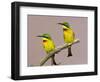 Two Little Bee-Eater Birds on Limb, Kenya-Joanne Williams-Framed Photographic Print