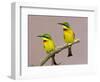 Two Little Bee-Eater Birds on Limb, Kenya-Joanne Williams-Framed Photographic Print