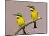 Two Little Bee-Eater Birds on Limb, Kenya-Joanne Williams-Mounted Photographic Print