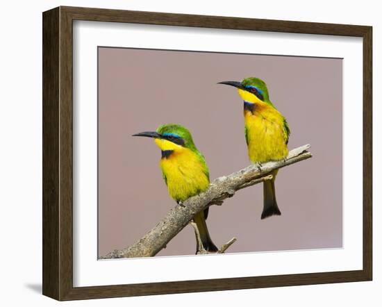 Two Little Bee-Eater Birds on Limb, Kenya-Joanne Williams-Framed Photographic Print