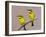 Two Little Bee-Eater Birds on Limb, Kenya-Joanne Williams-Framed Photographic Print