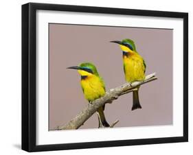 Two Little Bee-Eater Birds on Limb, Kenya-Joanne Williams-Framed Photographic Print