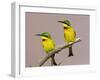 Two Little Bee-Eater Birds on Limb, Kenya-Joanne Williams-Framed Photographic Print