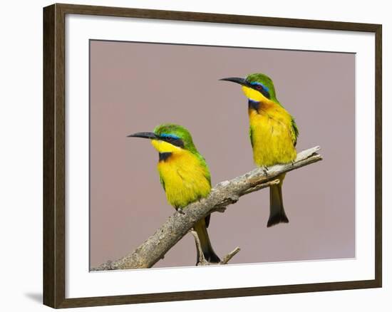 Two Little Bee-Eater Birds on Limb, Kenya-Joanne Williams-Framed Photographic Print