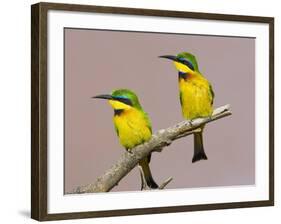 Two Little Bee-Eater Birds on Limb, Kenya-Joanne Williams-Framed Photographic Print