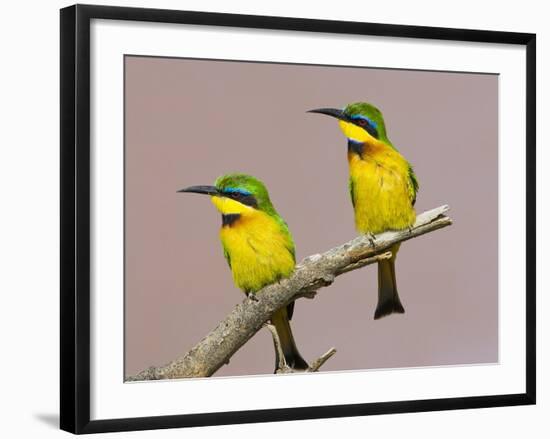 Two Little Bee-Eater Birds on Limb, Kenya-Joanne Williams-Framed Photographic Print