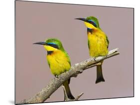 Two Little Bee-Eater Birds on Limb, Kenya-Joanne Williams-Mounted Photographic Print