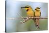 Two Little bee-eaters perched side by side on branch, The Gambia-Bernard Castelein-Stretched Canvas