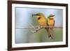 Two Little bee-eaters perched side by side on branch, The Gambia-Bernard Castelein-Framed Photographic Print