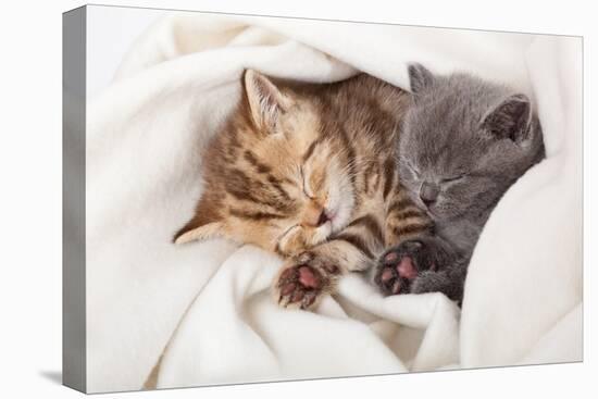 Two Little Funny Scottish Fold Kittens. Isolated On A White Background-natulrich-Stretched Canvas